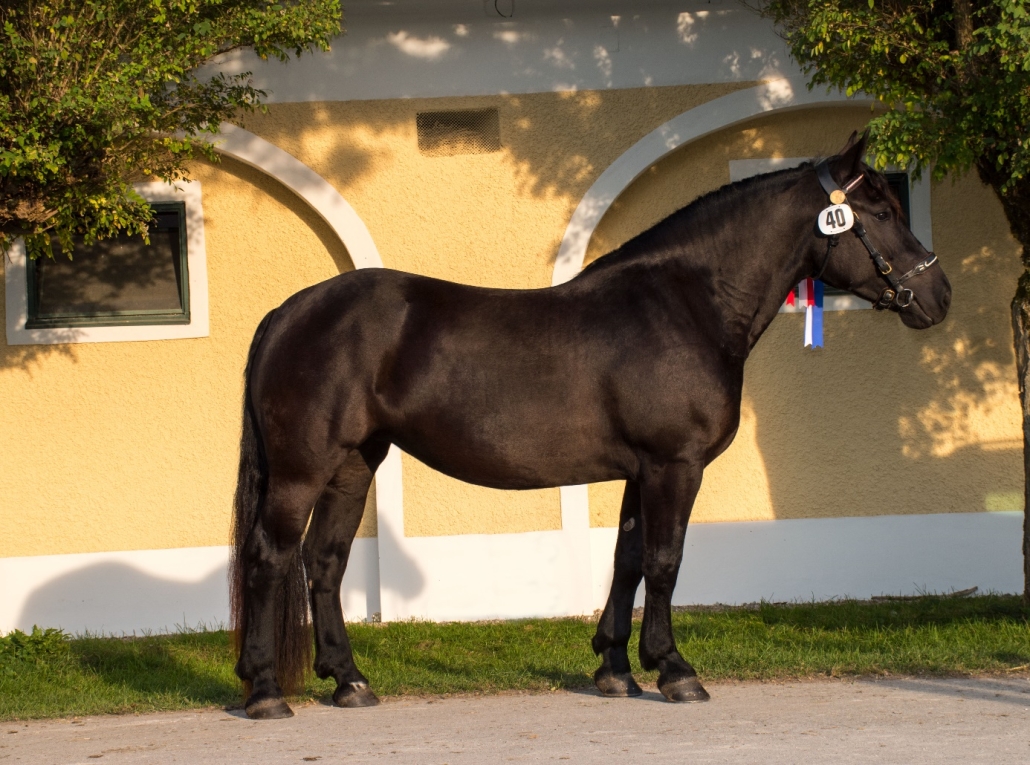 Baronesse-Starlet