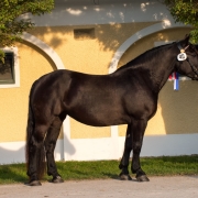 Baronesse-Starlet