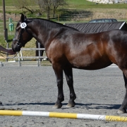Baronesse-Zoey